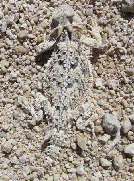 Desert Horned Lizard